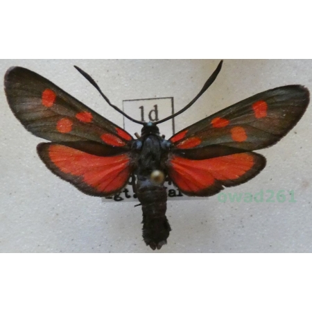 Zygaena angelicae Ochsenheimer, 1808 Kraśnik dzięgielowiec Slovakia1d